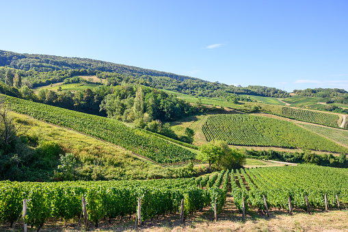 Green vineyards located on hills of  Jura French region ready to harvest and making red, white and special jaune wine, late sunmer in France