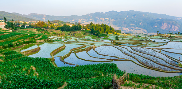 Rice fields on the terrace in rainy season at Yunnan, China.