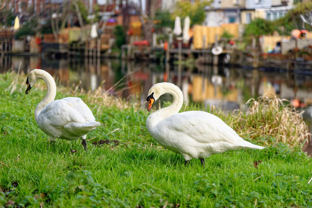 istock Swan by the River Kennet in Reading - Berkshire 1296415533