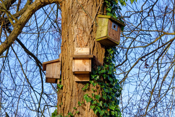 istock Wooden birds house in the tree 1296415550