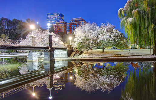 Cherry blossoms blooming along a canal in Japan