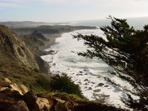 istock California Coastline Near Big Sur, Tree in Foreground 1296418521