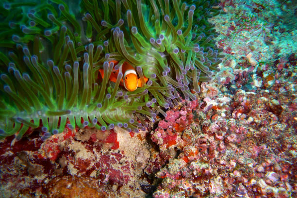 Coral and fish underwater Sipadan Mabul Soft and hard coral and tropical fish, as seen while scuba diving mabul island stock pictures, royalty-free photos & images