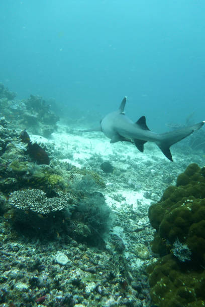 istock Sharks underwater Sipadan Mabul 1296419736