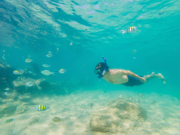 istock young men snorkeling exploring underwater coral reef landscape background in the deep blue ocean with colorful fish and marine life 1296420318