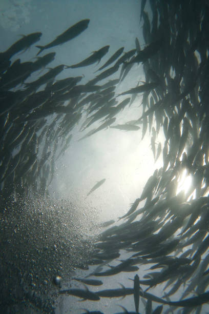 istock Schools of fish underwater Sipadan Mabul 1296420433