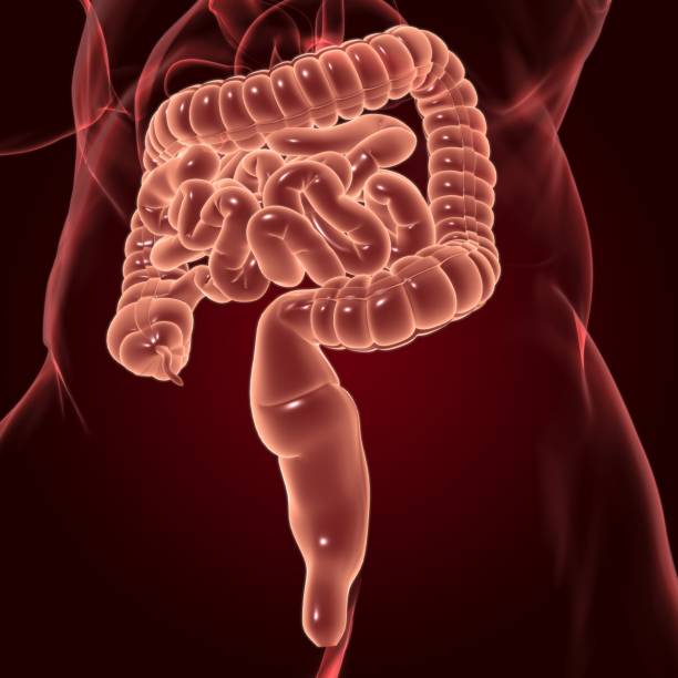 istock Small and Large Intestine 3D Illustration Human Digestive System Anatomy 1296427416