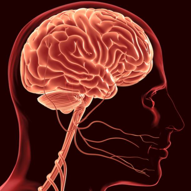 Human Brain Anatomy For Medical Concept 3D Illustration