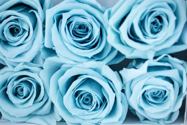 Photo of blue roses background