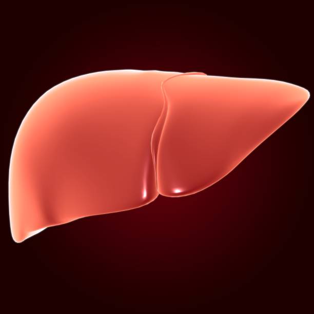 istock Liver 3D Illustration Human Digestive System Anatomy 1296427480