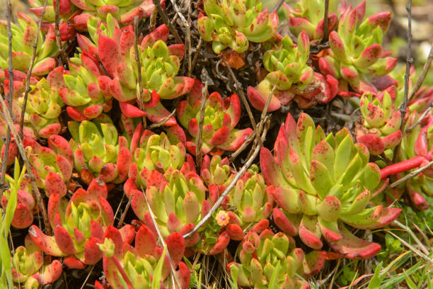 rotgrün dudleya species bluff salat north coast dudleya powdery liveforever sea lettuce (dudleya farinosa) - mendocino county northern california california coastline stock-fotos und bilder