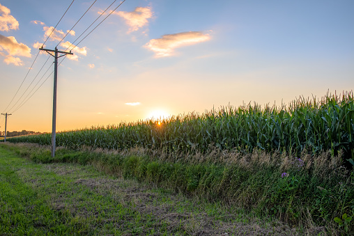 USA, Agricultural Field, Corn - Crop, Farm, power line