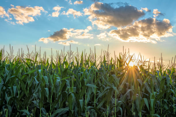 istock Cornfield early summer morning sunrise 1296432842