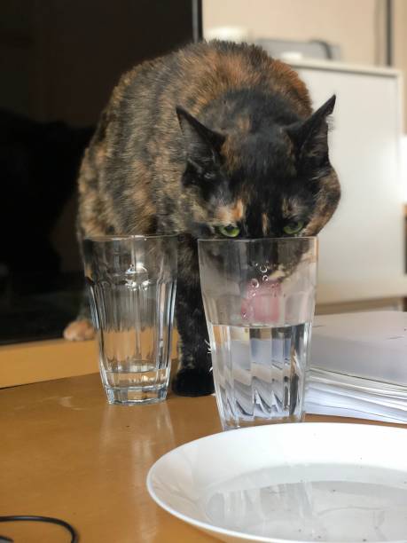 istock adorable tortoiseshell cat drinking from glass 1296433727
