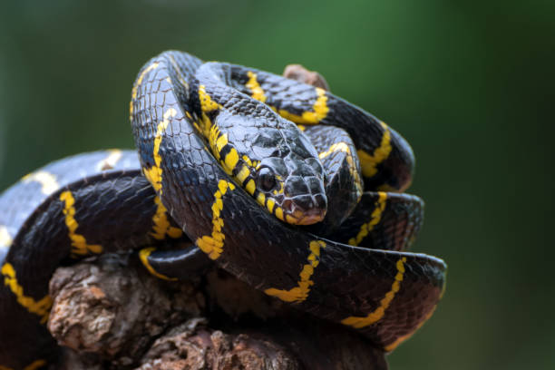 istock The gold-ringed cat snake coiled around tree trunk 1296434912