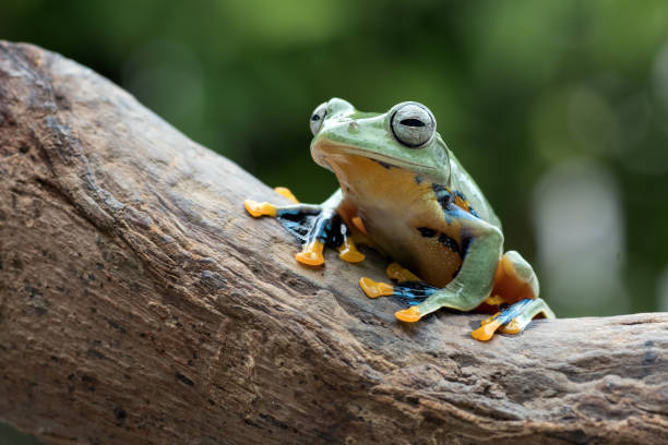 istock Green tree flying frog sitting on a tree stump 1296434927