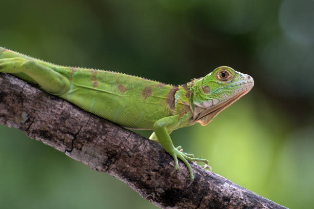 istock Close up of a green iguana on a tree branch 1296434934