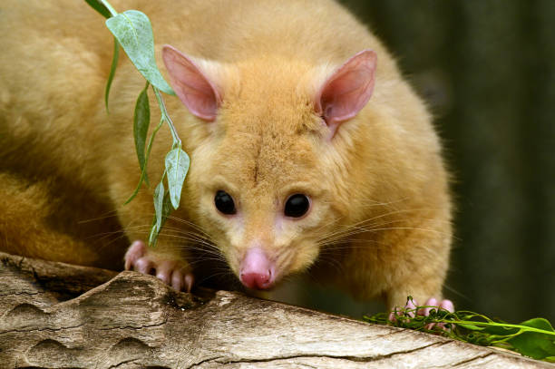 retrato común de la zarigán - opossum australia marsupial tree fotografías e imágenes de stock