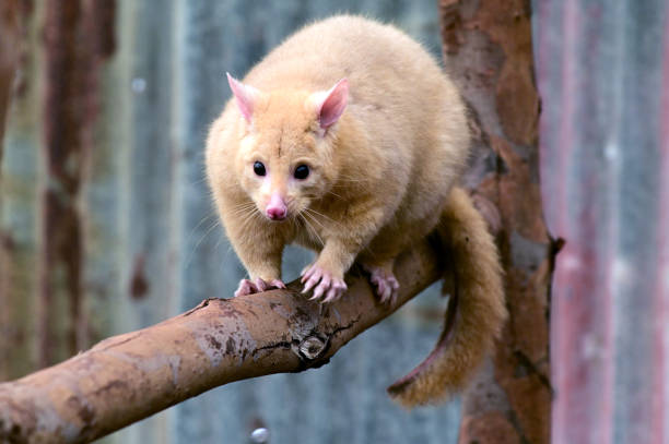 Common ringtail possum full length Common ringtail possum (Pseudocheirus peregrinus) female full length walking on tree branch. angry opossum stock pictures, royalty-free photos & images