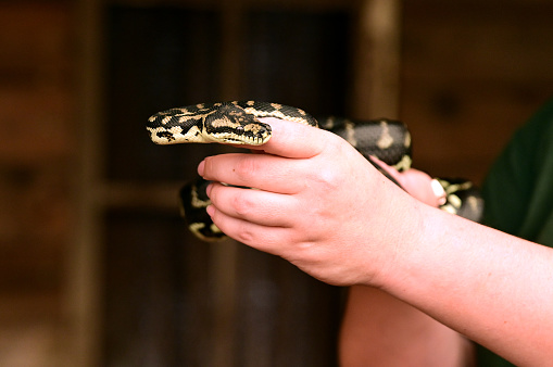 Person hands holding a Diamond Python (Morelia spilota) snake.