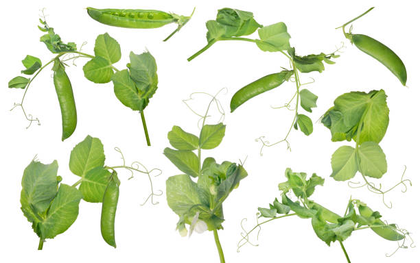 istock pea pods with green leaves group on white 1296437504