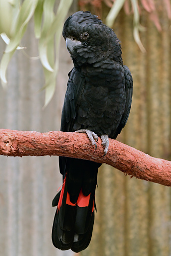 Large male red-tailed black cockatoo (Calyptorhynchus banksii) native to Australia on a tree branch.