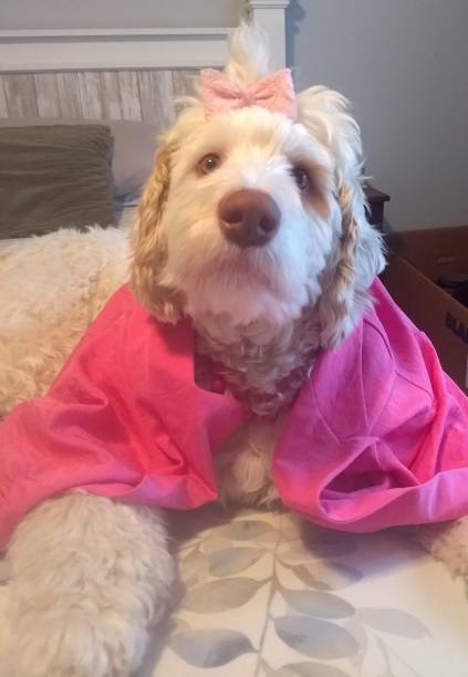 istock Labradoodle Pretty in Pink 1296438394