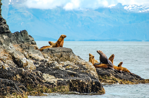 The Prince William Sound is full of many beautiful scenes. Seals rest on rocks taking a respite from their search for salmon. These seals were viewed while boating in the Prince William Sound.