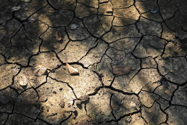 istock broken soil texture and growth of small green trees 1296439146