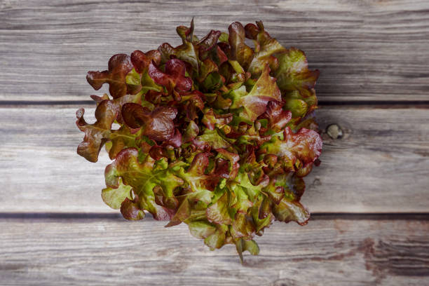 Top view Red oak lettuce on wooden table.
