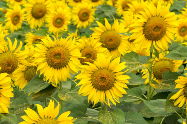 istock Sunflower field nature scene background 1296439463