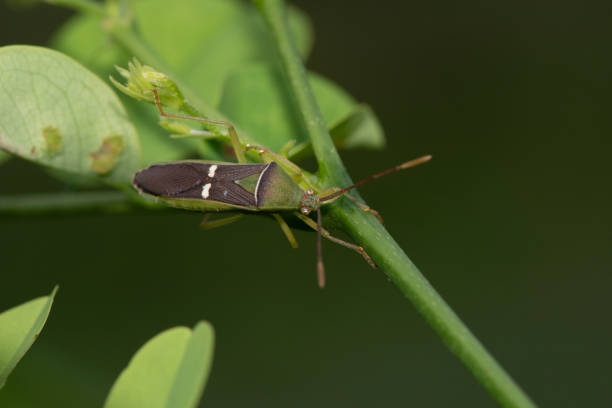 istock Green rice-ear bug, Leptocorisa oratoria, West Bengal, India 1296440220