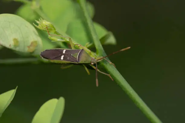 Green rice-ear bug, Leptocorisa oratoria, West Bengal, India