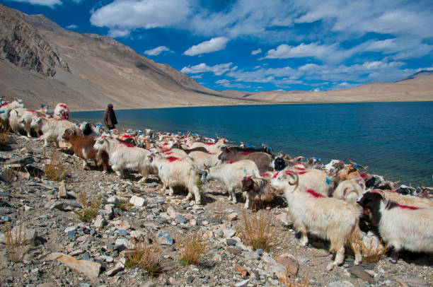 Goats and sheperd at Tso Moriri, Ladakh, India