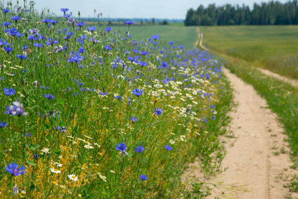 istock summer landscape with field, crops and road 1296440241