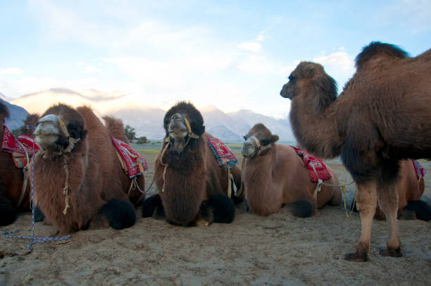istock Two humped camels, Camelus bactrianus, Nubra valley, Leh, Ladakh, India 1296440299