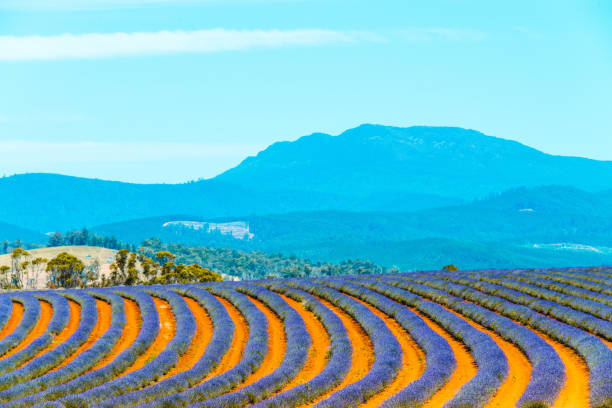 istock Lavender field in Tasmania, Australia 1296441041