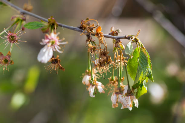branch of the cherry fruit rot affected Monilia cinerea