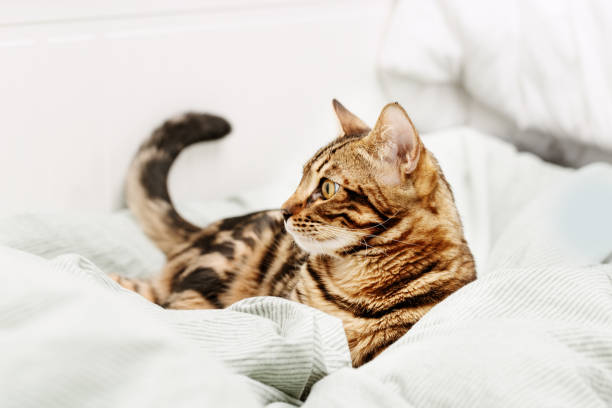 istock Beautiful short-haired young cat lying on bed at home, bengal pet bites blanket. 1296442794