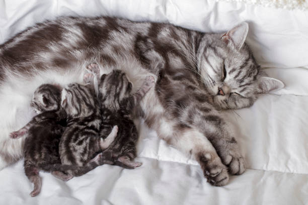 gato madre con gatitos recién nacidos (british shorthair) leche para amamantar - kitten newborn animal domestic cat feline fotografías e imágenes de stock