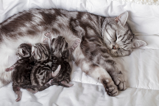A DSLR photo of a mother cat with newborn kittens (british shorthair) suckling milk.