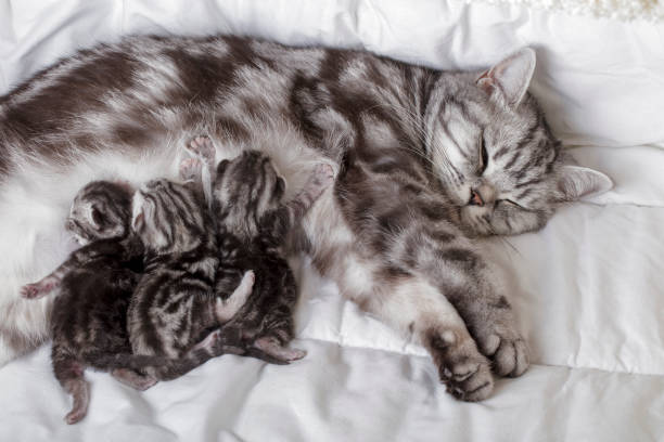 мать кошка с новорожденными котятами (британский короткошерстный) сосание молока - newborn animal фотографии стоковые фото и изображения