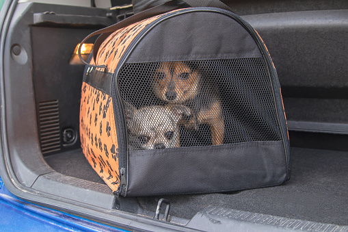 Carriage of two pets by car. Small purebred chihuahua dogs and toy terrier in a special bag for transportation.
