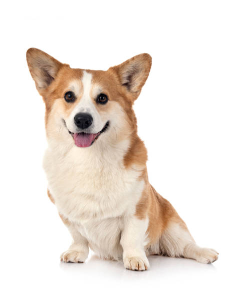istock young Pembroke Welsh Corgi 1296444813