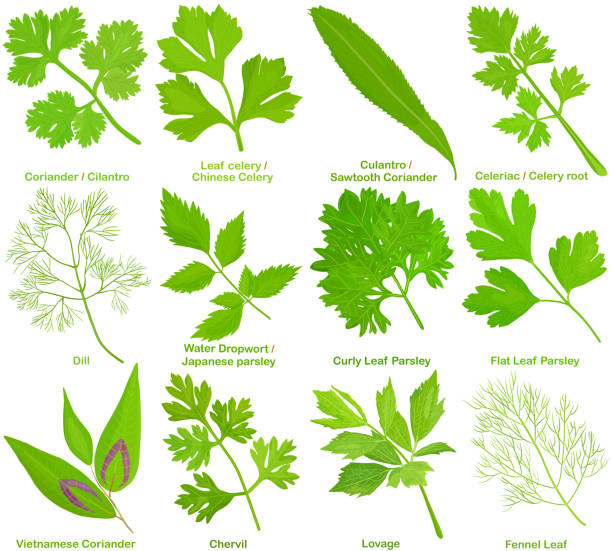 ilustrações, clipart, desenhos animados e ícones de vetor de erva culinária aromática, folhas. coentro coentro aipo culantro celeriac dill parsley chervil lovage fennel leaf. - levisticum officinale