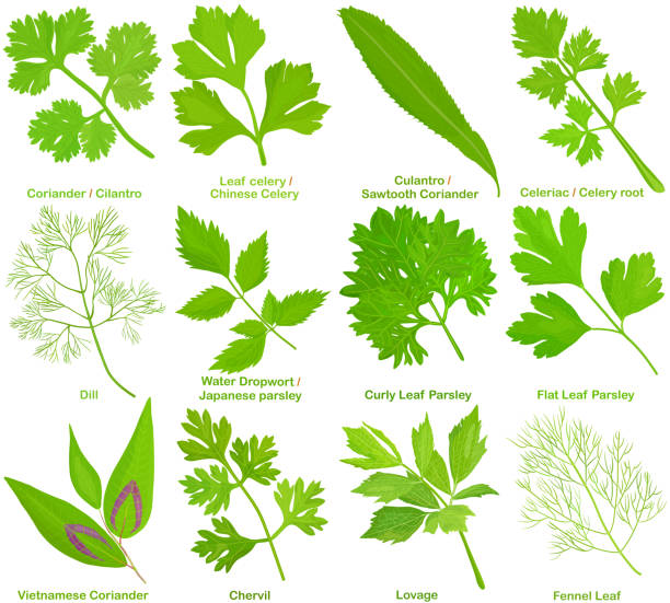 Vector of aromatic culinary Herb, leaves. Coriander Cilantro Celery Culantro Celeriac Dill Parsley Chervil Lovage Fennel Leaf. Vector of aromatic culinary Herb, leaves. Coriander Cilantro Celery Culantro Celeriac Dill Parsley Chervil Lovage Fennel Leaf. Healthy ingredients. Colorful set of food illustration isolated on white background lovage stock illustrations