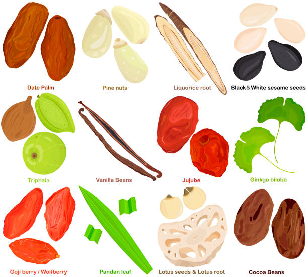 illustrazioni stock, clip art, cartoni animati e icone di tendenza di vettore di erba culinaria aromatica. diversi frutti, radici, semi, foglie - palma da dattero, pinoli. liquirizia, sesamo, triphala, vaniglia, giuggiolo, ginkgo, bacca di goji, pandan, radice di semi di loto, cacao. - pine nut seed image horizontal