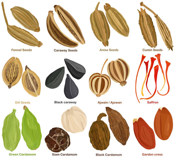 Vector of aromatic culinary Herb. Different seed spice - Fennel Caraway Anise Cumin Dill Cumin Ajwain Saffron Cardamom Garden cress. Vector of aromatic culinary Herb. Different seed spice - Fennel, Caraway, Anise, Cumin, Dill, Black caraway, cumin,  Ajwain, Ajowan, Saffron, Cardamom, Garden cress. Healthy ingredients. Colorful set of food illustration isolated on white background caraway stock illustrations