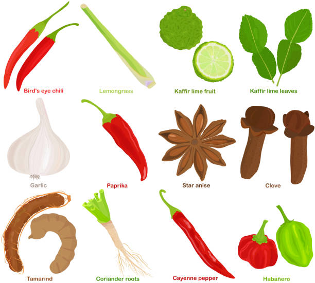 Vector of aromatic Herb, vegetable - Chili, Lemongrass, Kaffir lime, Garlic, Paprika, Star anise, Clove, Tamarind, Coriander roots, Cayenne pepper, Habanero. Healthy ingredients. Vector of aromatic Herb, vegetable - Chili, Lemongrass, Kaffir lime, Garlic, Paprika, Star anise, Clove, Tamarind, Coriander roots, Cayenne pepper, Habanero. Healthy ingredients. Colorful set of food illustration isolated on white background star anise stock illustrations