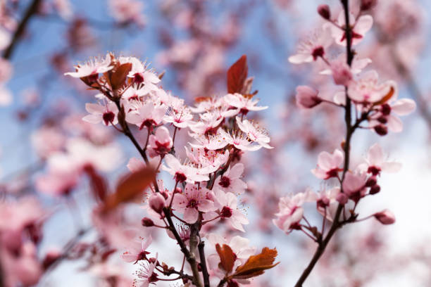 istock small beautiful blooming red cherry flowers 1296445788